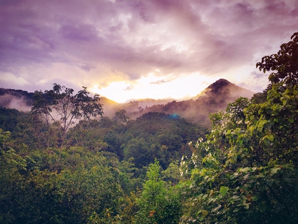 Deforested Amazon Land Becomes Pastures