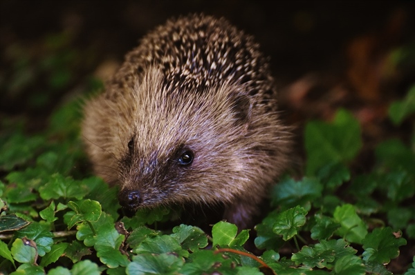 It’s Time to Re-Wild Green Spaces with Hedgehogs