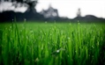 The Environmental Impact of Lawns