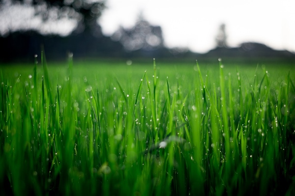 The Environmental Impact of Lawns