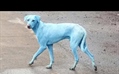 Industrial Waste is to Blame for the Blue Dogs of India