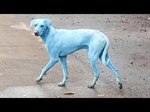 Industrial Waste is to Blame for the Blue Dogs of India