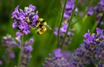 The Effects of Pesticides and Climate Change On Bees