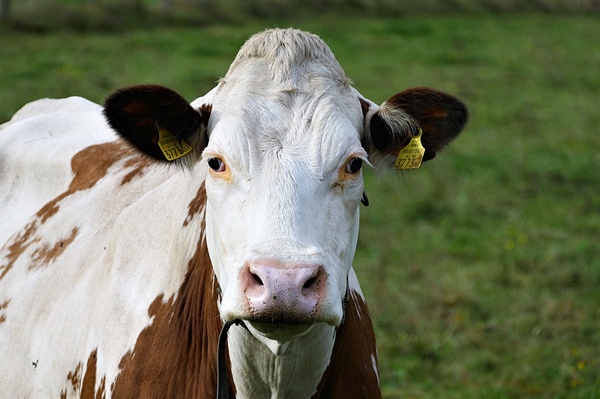 The Growing Problem of Antibiotics in Livestock
