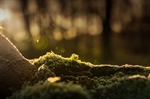 How a Simple Plant Can Save The Environment: The Benefits of Moss