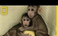 The First Monkey Clones