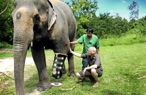 Mosha the Elephant Gets Another New Leg
