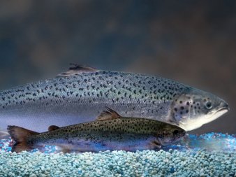 FDA Approves Genetically Engineered Fish For Consumption