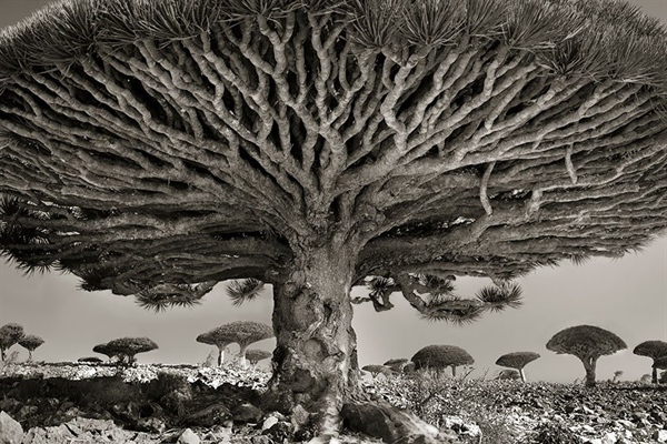 This Woman Spent 14 Years Photographing Some Of The Oldest Trees In The World