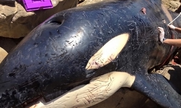 Orca Was Found Dead On A Beach In South Africa