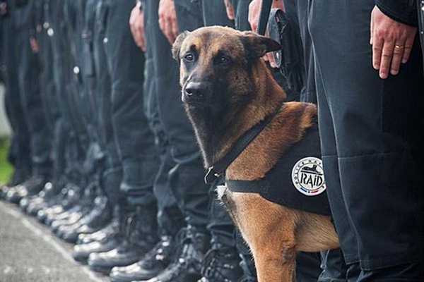 Diesel The French Police Dog Sacrifices His Life To Save Handler, Receives Medal For Bravery Post Mortem