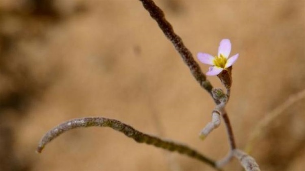 This Mysterious Flower Hasn’t Been Seen For Nearly A Century...Until Now