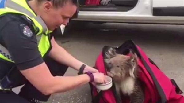 Adorable Unconscious Koala Saved By Australian Fire Fighters