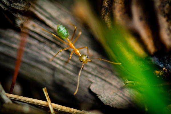 Ants Lead The Development Of Mind Control Drugs