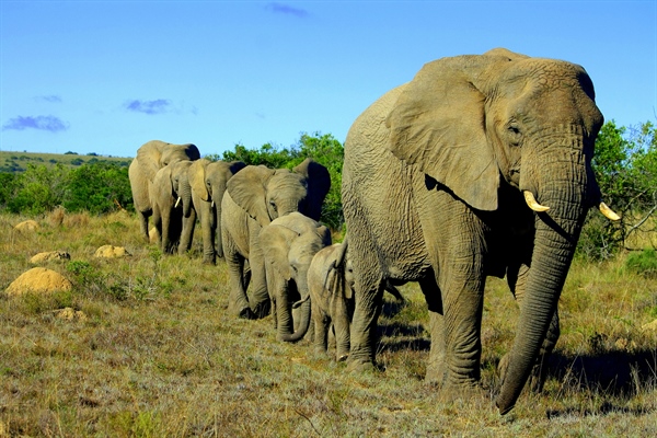 Hong Kong Has Finally Banned The Import And Export Of Ivory