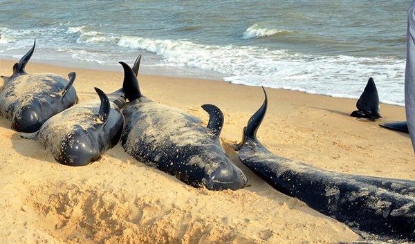 Why Over 100 Whales Washed Up On The Coast Of India Remains A Mystery To Scientists