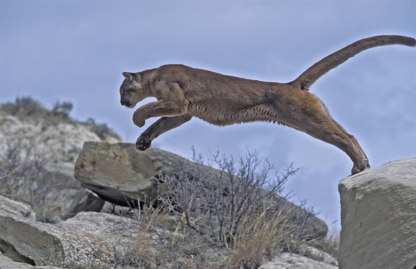 You Won’t Believe Your Eyes When You See What’s Growing Out Of This Mountain Lion’s Forehead