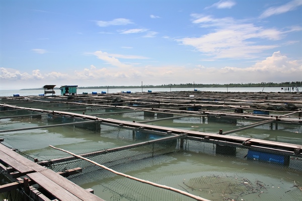 Devastating Virus Detected In Farmed Salmon