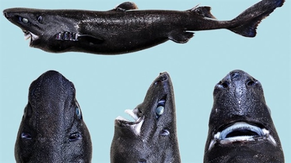 Newly Discovered Ninja Shark Can Make Itself Invisible To Predators