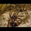 Dangerous Seduction: The Mating of the Tarantula