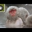 Snow Monkey Spa