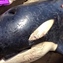 Orca Was Found Dead On A Beach In South Africa