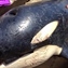 Orca Was Found Dead On A Beach In South Africa