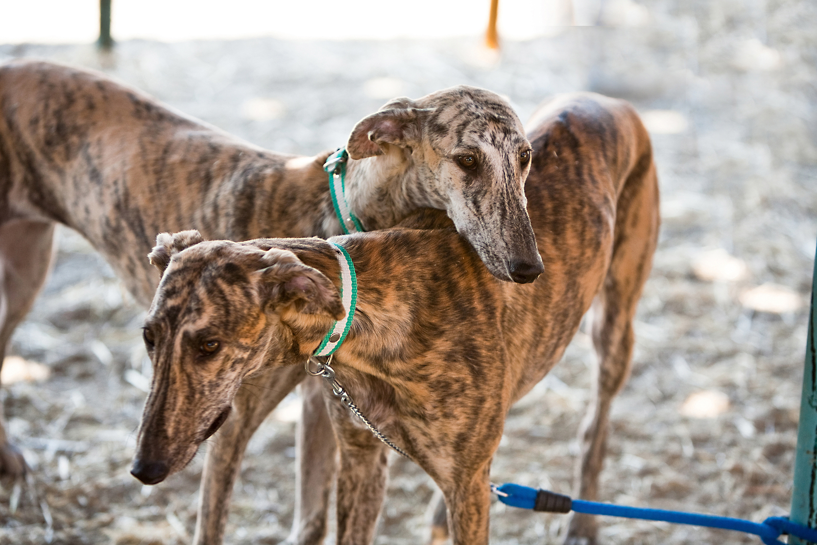 Spanish Dogs Left For Dead
