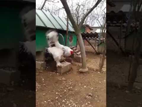 Meet the “King of All Poultry”: the Giant Brahma Chicken