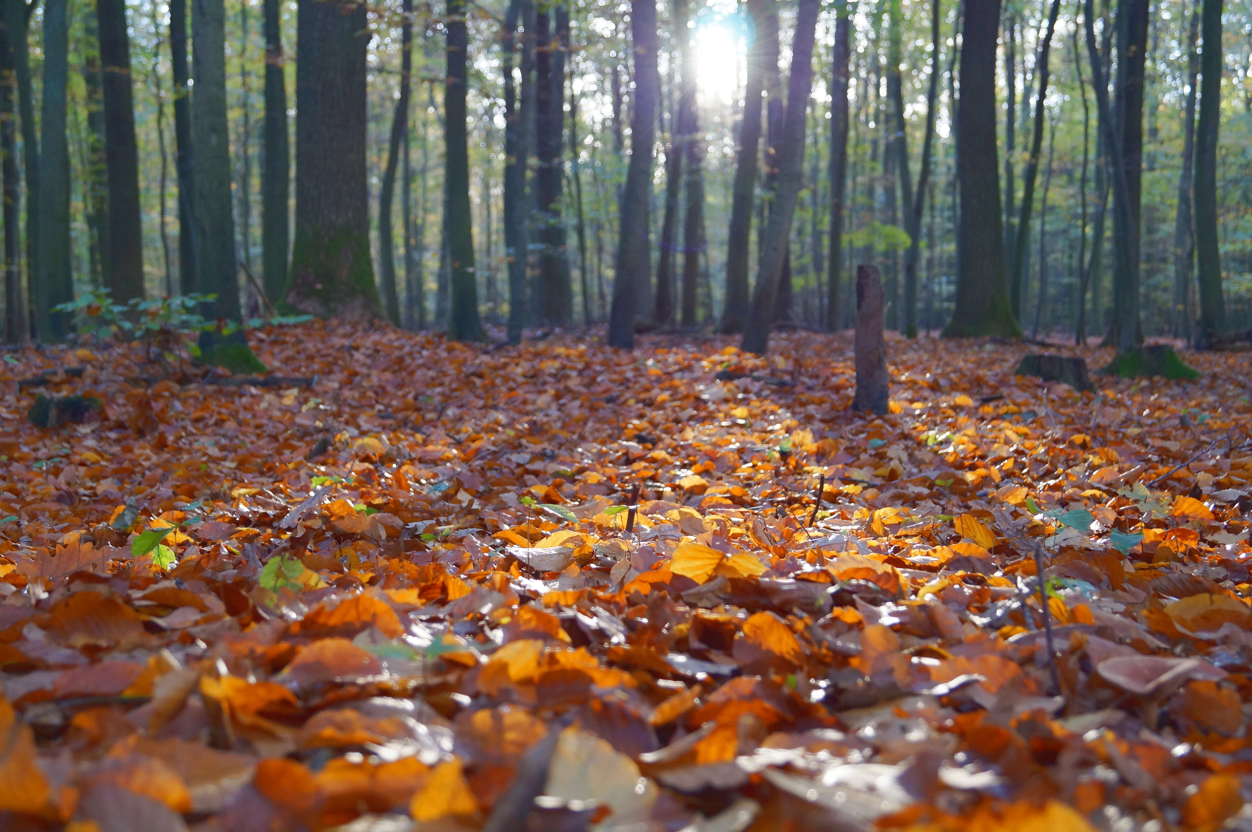 What Are Fallen Leaves Called What Are Fallen Leaves Called